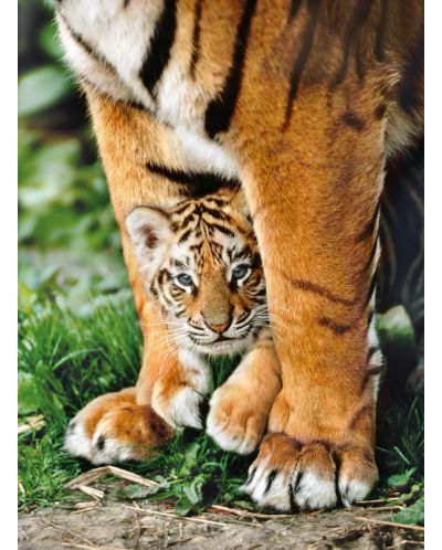 Пъзел Clementoni от 500 части - Бебе бенгалски тигър между лапите на майка си - 2
