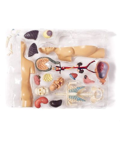Детски комплект Thames & Kosmos - Анатомия на човешка бременност - 3