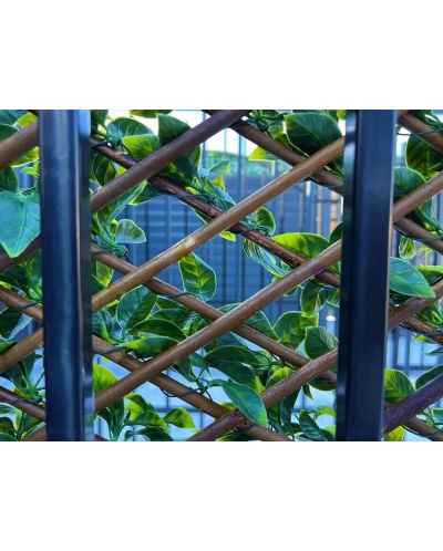 Декоративна ограда хармоника лукс Rossima - Гардения 1 х 2 m, PVC, зелена - 7