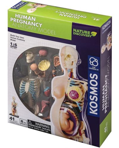 Детски комплект Thames & Kosmos - Анатомия на човешка бременност - 1