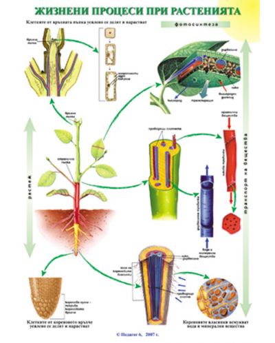 Жизнени процеси при растенията - Кръвоносна система (табло) - 1