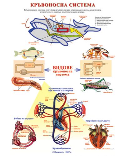 Жизнени процеси при растенията - Кръвоносна система (табло) - 2