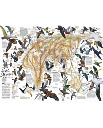 Пъзел New York Puzzle от 1000 части - Източна миграция на птици - 1