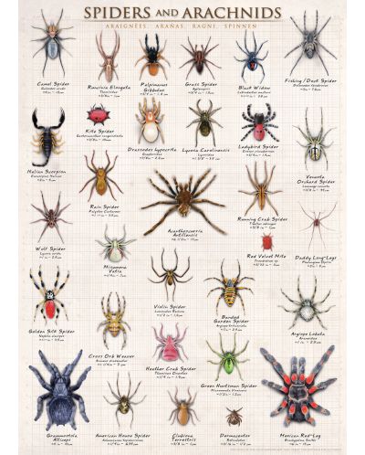 Пъзел Eurographics от 1000 части – Паяци и паякообразни - 2