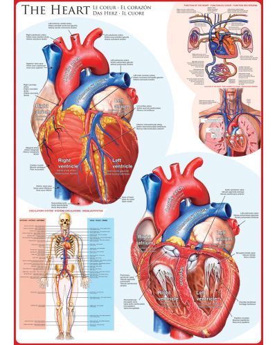 Пъзел Eurographics от 1000 части – Човешкото тяло, Сърце - 2