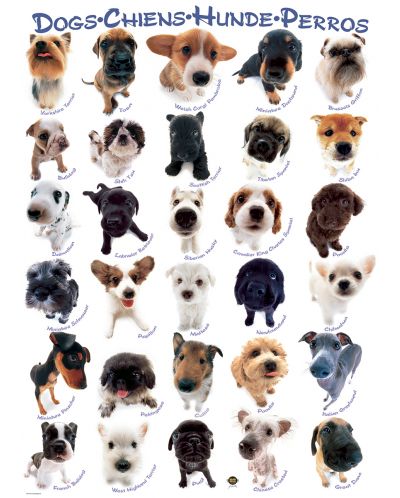 Пъзел Eurographics от 1000 части – Кучешки породи, Йонео Морита - 2