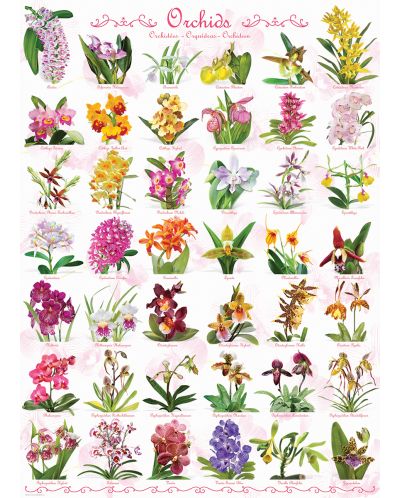 Пъзел Eurographics от 1000 части – Орхидеи - 2