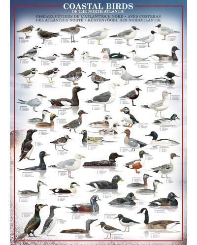 Пъзел Eurographics от 1000 части – Птици по крайбрежието - 2