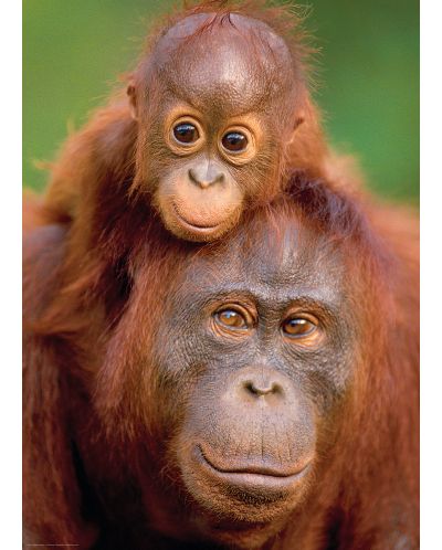Пъзел Eurographics от 1000 части – Майка и бебе орангутани - 2