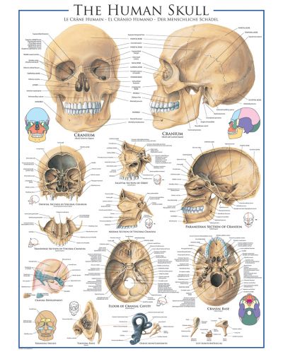 Пъзел Eurographics от 1000 части – Човешки череп - 2