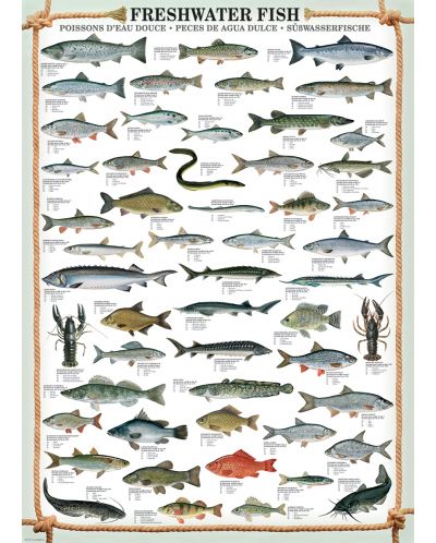 Пъзел Eurographics от 1000 части – Сладководна риба - 2