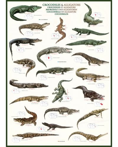 Пъзел Eurographics от 1000 части – Крокодили и Алигатори - 2