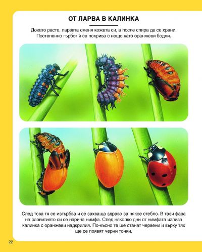 Енциклопедия на малките животни (Пан) - ново издание - 3