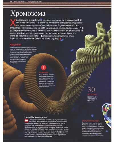 Илюстрована научна енциклопедия Британика: Еволюция и генетика - 7