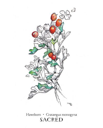Hedgewitch Botanical Oracle - 4