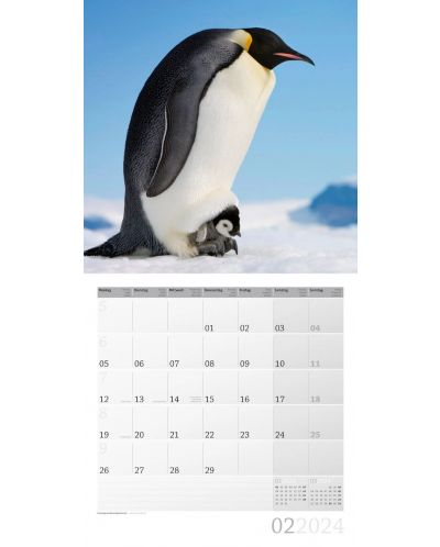 Календар Ackermann - Penguins, 2024 - 3