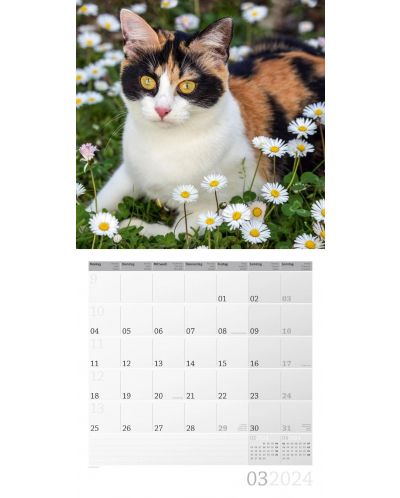 Календар Ackermann - Cats, 2024 - 4