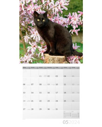 Календар Ackermann - Cats, 2024 - 6