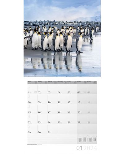 Календар Ackermann - Penguins, 2024 - 2