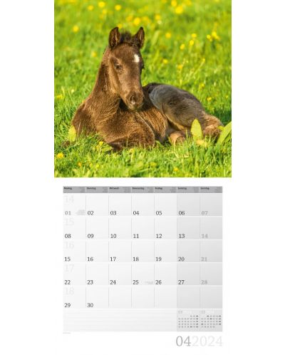 Календар Ackermann - Horses, 2024 - 5