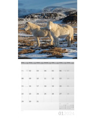 Календар Ackermann - Horses, 2024 - 2