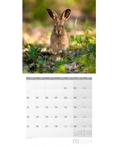 Календар Ackermann - Wild Animals of Germany, 2024 - 4