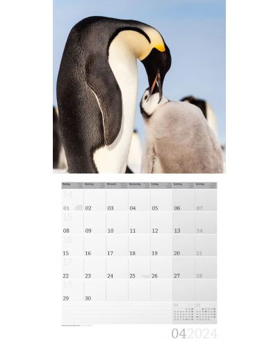Календар Ackermann - Penguins, 2024 - 5