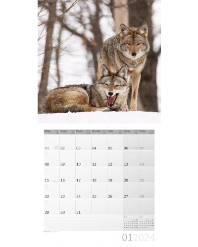 Календар Ackermann - Wild Animals of Germany, 2024 - 2