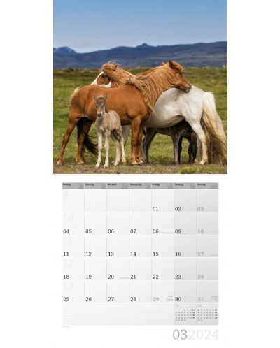 Календар Ackermann - Horses, 2024 - 4