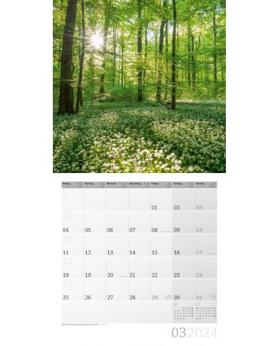Календар Ackermann - Mystic Forest, 2024 - 4