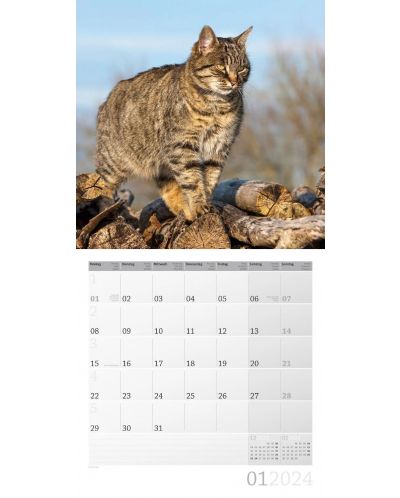 Календар Ackermann - Cats, 2024 - 2