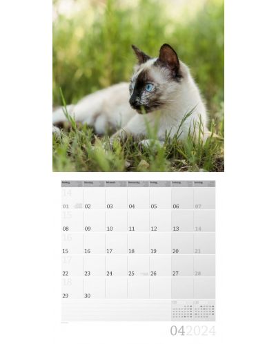 Календар Ackermann - Cats, 2024 - 5