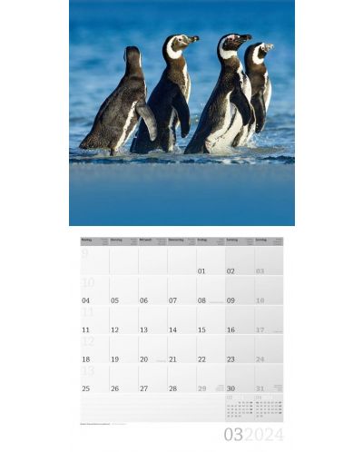 Календар Ackermann - Penguins, 2024 - 4