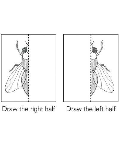 Книжка за рисуване и оцветяване Mudpuppy Double Draw - Невероятни насекоми - 2