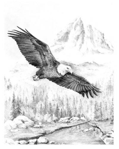 Комплект за рисуване на графика Royal - Орел в полет, 23 х 30 cm - 1
