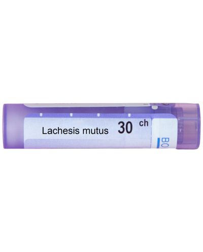Lachesis mutus 30CH, Boiron - 1