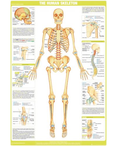 Макси плакат GB eye Educational: Biology - Skeleton - 1