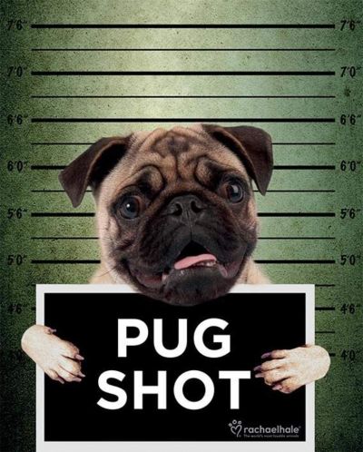 Мини плакат Pyramid Art: Rachael Hale - Pug Shot