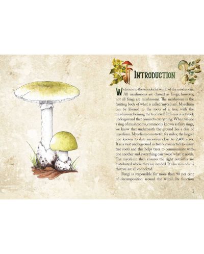 Mushroom Spirit Oracle (36 Cards and 112-Page Guidebook) - 3