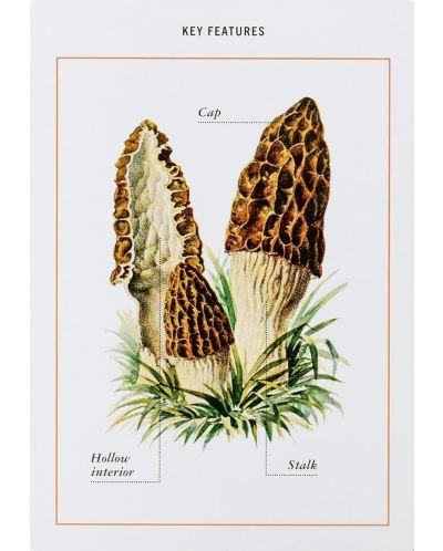 New York Botanical Garden Mushroom Identification Flashcards - 4