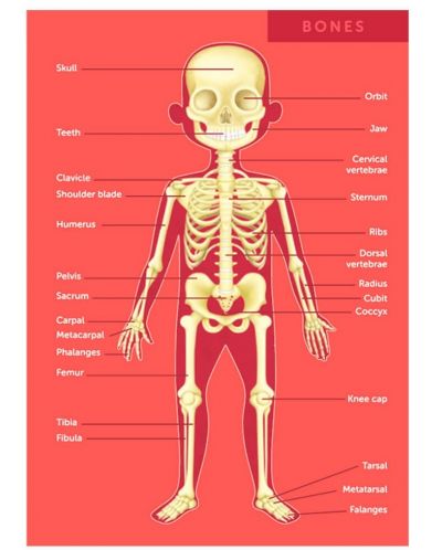 Образователен пъзел Eurekakids - Човешкото тяло, 100 части - 3