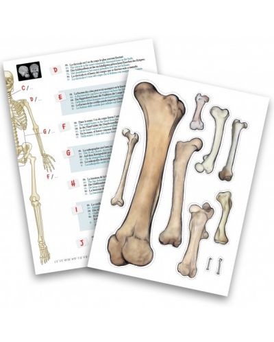 Образователен комплект Buki France - Човешки скелет, 85 cm - 4