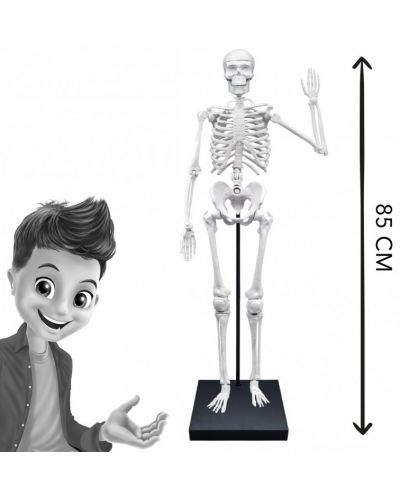 Образователен комплект Buki France - Човешки скелет, 85 cm - 5