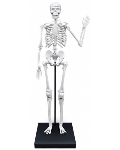 Образователен комплект Buki France - Човешки скелет, 85 cm - 3