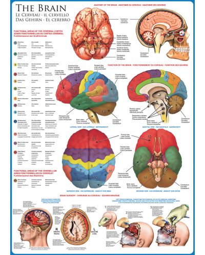 Пъзел Eurographics от 1000 части – Човешкото тяло, Мозък - 2