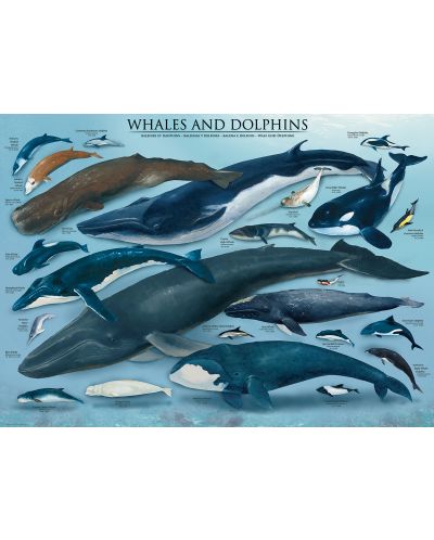 Пъзел Eurographics от 1000 части – Китове и Делфини - 2
