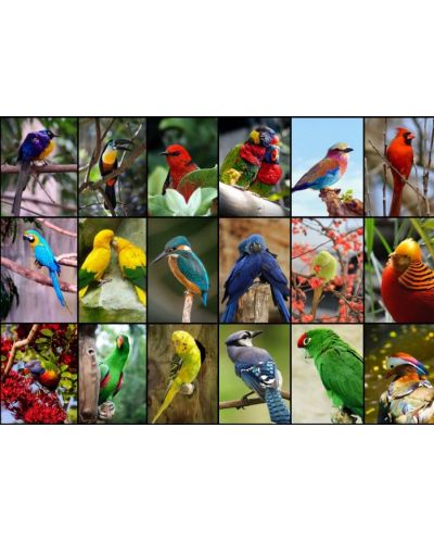 Пъзел Grafika от 1500 части - Най-красивите птици в света - 2