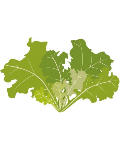 Пълнител Veritable - Lingot, Салата дъбов лист, без ГМО - 3
