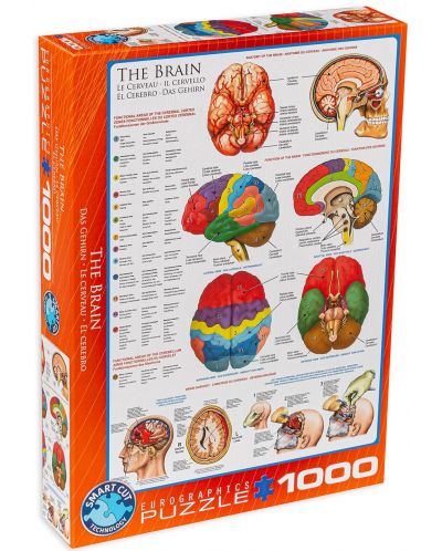 Пъзел Eurographics от 1000 части – Човешкото тяло, Мозък - 1