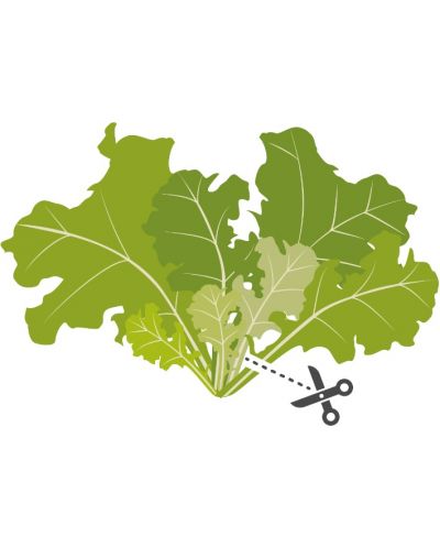 Пълнител Veritable - Lingot, Салата дъбов лист, без ГМО - 4